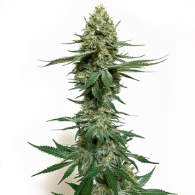 Huge Cheese marijuana bud