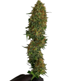 Cutted bud of Cheese feminized marijuana plants