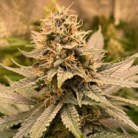 Cheese Feminized Marijuana Bud