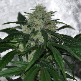 Feminized ChemDawg cannabis plant