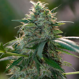 Regular ChemDawg marijuana plant