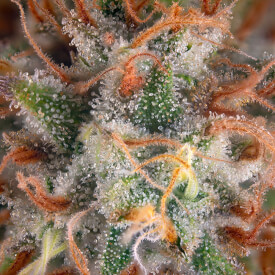Close up of a regular ChemDawg marijuana bud