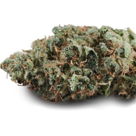 Dried bud of Critical auto feminized marijuana plant