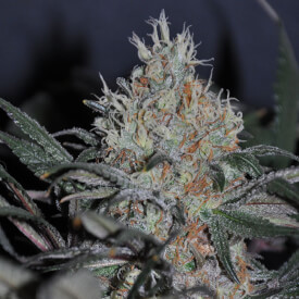 Critical Auto feminized bud