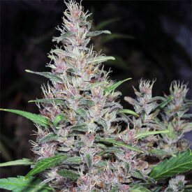 Critical Blue marijuana bud