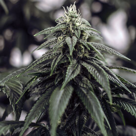 Flowering bud of the Diesel Afghan marijuana plant