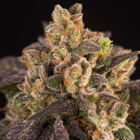 Do-si-dos auto feminized cannabis bud