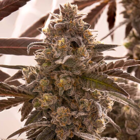 Bud of the feminized Do-si-dos marijuana strain