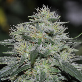 Flowering Early Skunk bud