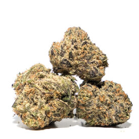 Dried cannabis bud from Exotic Kush plant