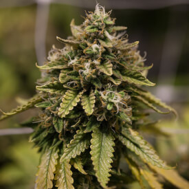Exotic Kush cannabis Bud