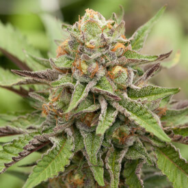 Feminized Gelato marijuana bud