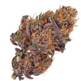 Dried bud of Gelato feminized marijuana plant