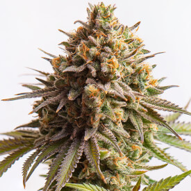 Gelato Feminized marijuana bud