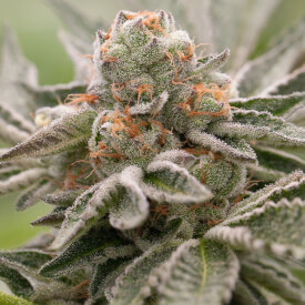 Girl Scout Cookies auto feminized marijuana plant