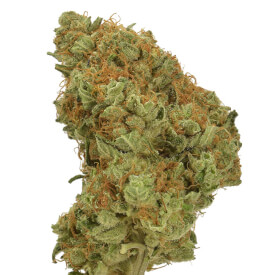 Dried bud of Girl Scout Cookies auto-feminized marijuana plant