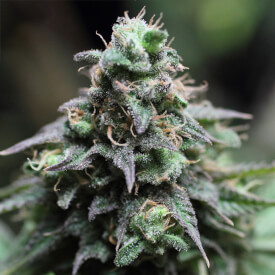 Feminized Girl Scout Cookies from complete grow kit