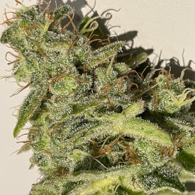 Close-up of a flowering Gorilla Glue bud