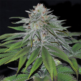 Gorilla Glue seeds For Sale - Gorilla Glue Feminized Seeds