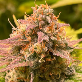 Close-up of feminized Gorilla Glue bud