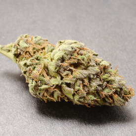 Dried bud of the Gorilla Glue feminized marijuana plant