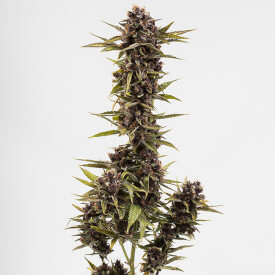 Feminized Granddaddy Purple marijuana plant