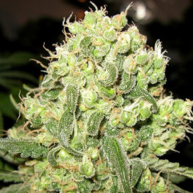 Bud from a Green Berry feminized cannabis plant