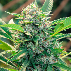 Green Revolution cannabis bud