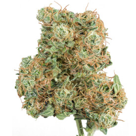 Dried bud of a Green Revolution marijuana plant