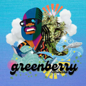 The flyer from GreenBerry feminized