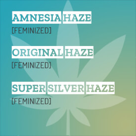 Haze mixpack with feminized Super Silver Haze, Amnesia Haze and Original Haze