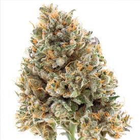 Dried bud of Herijuana feminized marijuana plant