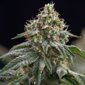 Herijuana Feminized marijuana plant