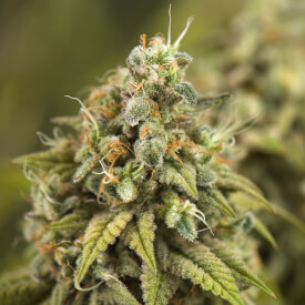 Herodawg cannabis Bud