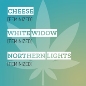 Indica mixpack with feminized White Widow, Northern Lights and Cheese