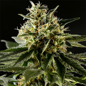 Jack herer feminized cannabis plant