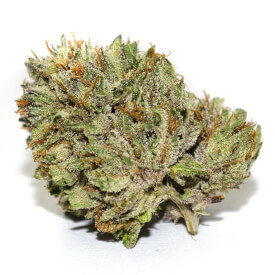 Dried Jack Herer feminized bud