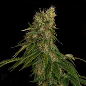 Jack herer feminized marijuana bud