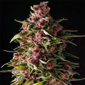 Purple Kush feminized from the Kush mixpack