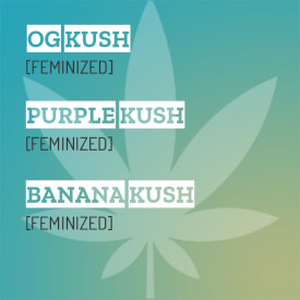 Mixpack of 3 differnt Kush marijuana strains
