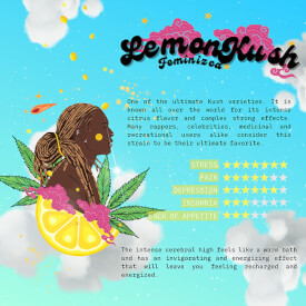Flyer from the Lemon Kush marijuana seeds