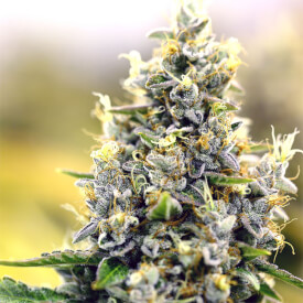 Lemon Kush Feminized marijuana plant