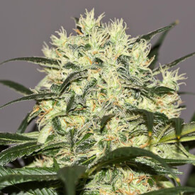 Flowering Mental Glitch marijuana plant