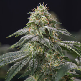 Feminized New York City Diesel marijuana seeds