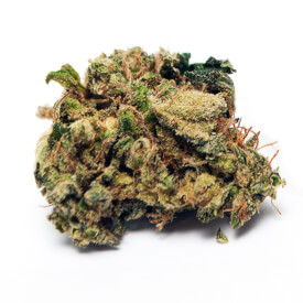 Dried bud of New York City Diesel feminized marijuana plant