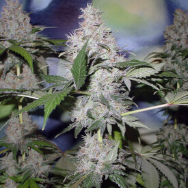 Northern light feminized cannabis plant