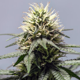 Auto feminized OG Kush marijuana plant