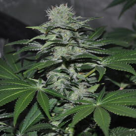 OG Kush feminized marijuana plant