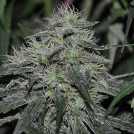 OG Kush feminized plant