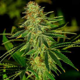 Original Haze cannabis bud
